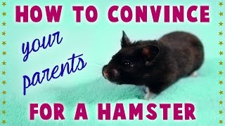 How to quotCONVINCE YOUR PARENTSquot for a HAMSTER [upl. by Hazlip187]