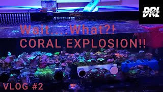 vlog2  Coral Explosion [upl. by Conley240]