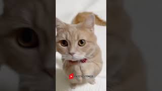 Cutie 🥰🐱 Funny cat videos  cute cats  Try not to laugh  Cat videos Compilation shorts 🐈 [upl. by O'Conner999]