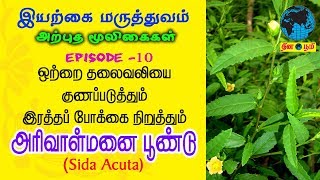 Arivalmanai poondu  அரிவாள்மனை பூண்டு  இரத்தப் போக்கு தடுக்கும்  Sida acuta  Nattu  Iyarkai [upl. by Ardnovahs633]