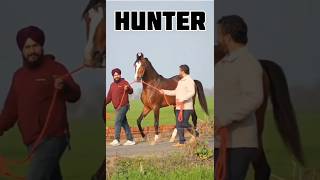 shorts Marwari horse stallion Hunterr studfarm marwarihorse viral horse trending ytshorts yt [upl. by Sahpec]