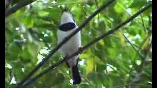 Platysteira cyanea brownthroated wattleeye [upl. by Florenza690]