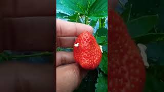 Strawberries farming in California  Strawberry farming information  Strawberry fruit plant [upl. by Consuela]