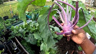 HARVESTING KOHLRABI amp OTHER GREENS [upl. by Song]