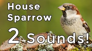 House Sparrow Songs and Calls 2024 Learn both of their COMMON sounds [upl. by Ardien883]