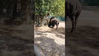 Bison is hungry bisons animal animals toronto trending viral shortsviral vlog [upl. by Araccat879]