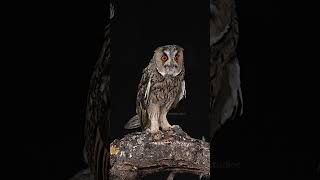 Long Eared Owl alerting alert long eared owl bird call wild night nature wildlife HA17481 [upl. by Conley]