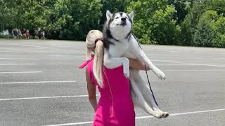 The Worlds funniest HUSKY 😁 Funny Dogs Video 2024 [upl. by Cianca]