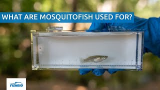 What are mosquitofish used for [upl. by Herzel374]