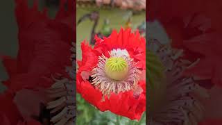 Ce bourdon aime ce pavot somnifère  bourdon bumblebeebombus bombus papaver papaversomniferum [upl. by Sinegra]