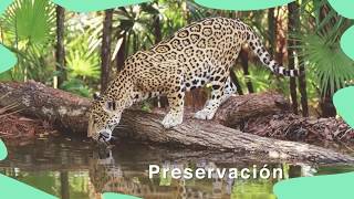 5 Acciones en favor de la biodiversidad [upl. by Masera723]