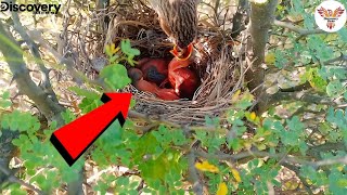 Mother Babbler Delivers Worm to Hungry Chick  So Adorable DiscoveryBirds [upl. by Lenard286]