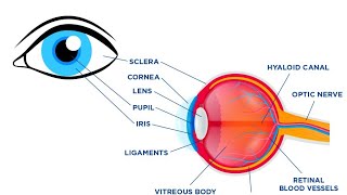 anatomy of eye  layers  caots of eye ball  fibrous layer  choroid later  retinal layer part1 [upl. by Elatsyrk]