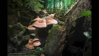 Shiitake Mushroom Growing Timelaspe  椎茸 46 [upl. by Shayne]