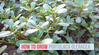 Portulaca oleracea Growing Guide Common Purslane by GardenersHQ [upl. by Phillipe586]