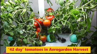 5 months of journey with 42 Day Tomatoes in Aerogarden Harvest [upl. by Ayanej]