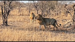 Lion Warfare  Birmingham Male vs Monwana Male full confrontation footage  13 August 2024 [upl. by Revned]