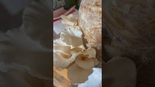 Oyster Mushroom Cultivation  Pink Oyster Mushroom  Mushroom Cultivation at Home [upl. by Jesh]