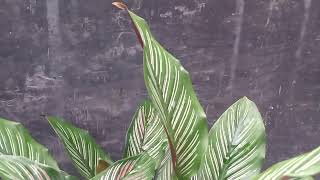 How To Take Care Indoor Plant In Winter [upl. by Aniram]