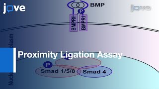 Detection Signaling EffectorComplexes Downstream BMP4 Using PLA l Protocol Preview [upl. by Harrie692]