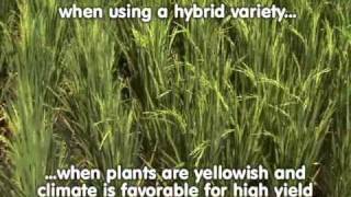 3 Tillering and Panicle Initiation Tales of Ryza  The ABCs of proper nutrition for rice plants [upl. by Avruch691]