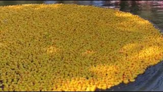 VIDÉO Châteauroux  avec la Duck race 10000 canards en plastique ont nagé leur marathon [upl. by Atsyrhc]