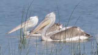 Pellicano riccio Pelecanus crispus [upl. by Assilac]