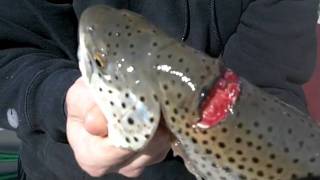 Bill Saiff Saves Brown Trout caught in Plastic Ring [upl. by Longawa]