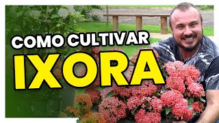 Como cultivar os diferentes tipos de IXORA  Dicas simples e fáceis [upl. by Eberly]