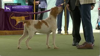 Bracchi Italiani  Breed Judging 2023 [upl. by Eelyac68]