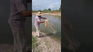 Secando o lago das traíras e pescando Part 1 vidanaroça fazenda rotina açudes peixe traira [upl. by Chandos]