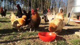 Huhn gackert  Hühner gackern und trinken [upl. by Crellen]