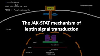 Leptin mediated JAK STAT pathway [upl. by Shamma]