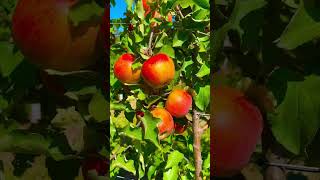 Apple trees in Illinois in USAshortvideoWonderful nature Lovely weathernaturephotographynature [upl. by Llertniuq869]