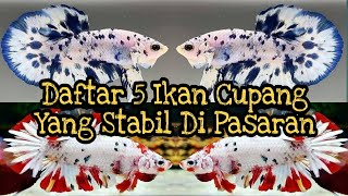 Daftar 5 Ikan Cupang Yang Stabil Di Pasaran Tahun 2021 [upl. by Haret93]