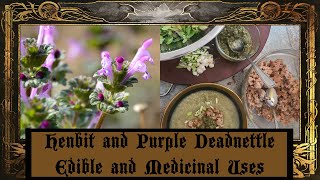 Henbit and Purple Deadnettle [upl. by Rexferd814]