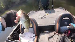 Bass Fishing Tournament on the Apalachicola River on August 06 2022 [upl. by Gowrie]