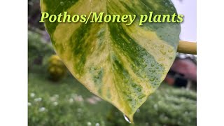 How to grow PothosMoney plants මනී ප්ලාට්ස් හිටවමු🍃 [upl. by Kola]