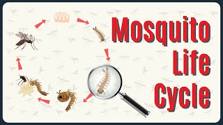 Deep Dive The Mosquito Life Cycle [upl. by Bertie]