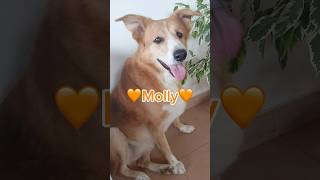 Beautiful Molly Is Still Looking For A 4Ever Family  Furry Rescue Italy shorts help dog love [upl. by Nerral]