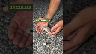 Encontramos un JERBO en Marruecos animales rescate viral rescue wild animals mice [upl. by Eniretak]