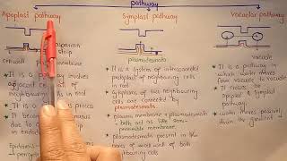 AS Biology  Water transport in plants OCR A Chapter 92 [upl. by Jehias]