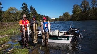 Clackamas River Steelhead [upl. by Nedry812]