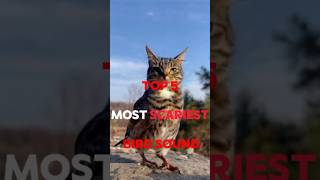 TOP 5 TERRIFYING BIRD SOUND 😵😱 [upl. by Zwiebel]