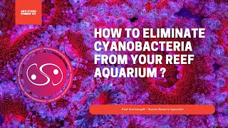 How to Eliminate Cyanobacteria from your Reef Aquarium  Reef Workshop® [upl. by Layney]