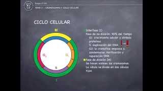 Cromosomas y ciclo celular explicación de los principales conceptos [upl. by Koenig]