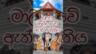 දළදා මාලිගාවේ ඇත් පන්තිය 🐘youtubeshort shorts short elephant daladamaliga perahara animals [upl. by Suzette919]