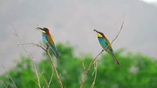 beeeater Merops apiaster  NATANZ [upl. by Nonnair188]