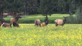 Roosevelt Elk in Forks Washington [upl. by Eenat]