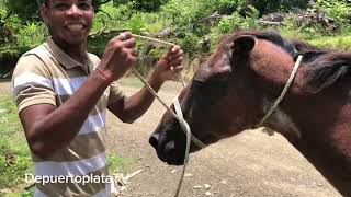 El Primo nos enseña cómo aparejar un caballo en la casa de mi bisabuela Bulula [upl. by Niobe272]